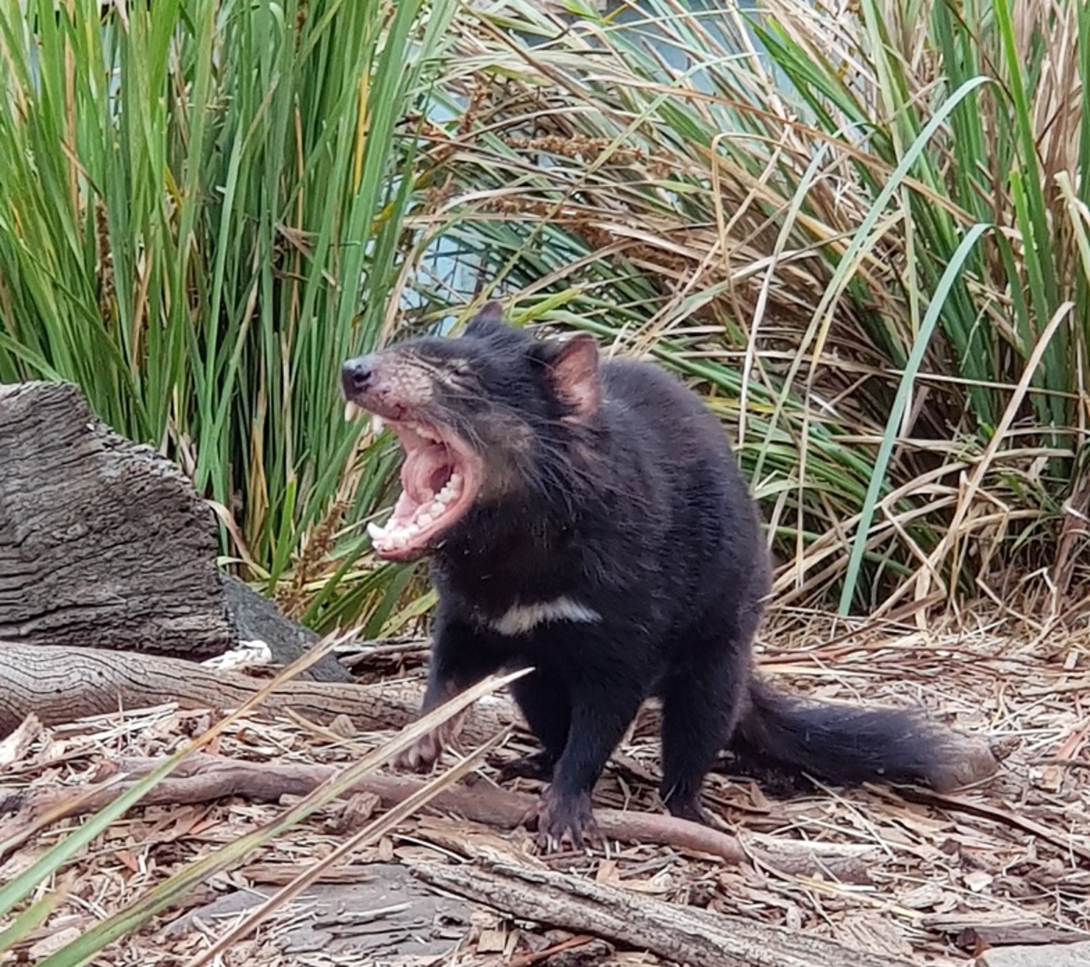 Tasmania, l’isola remota che sembra uscita da un romanzo