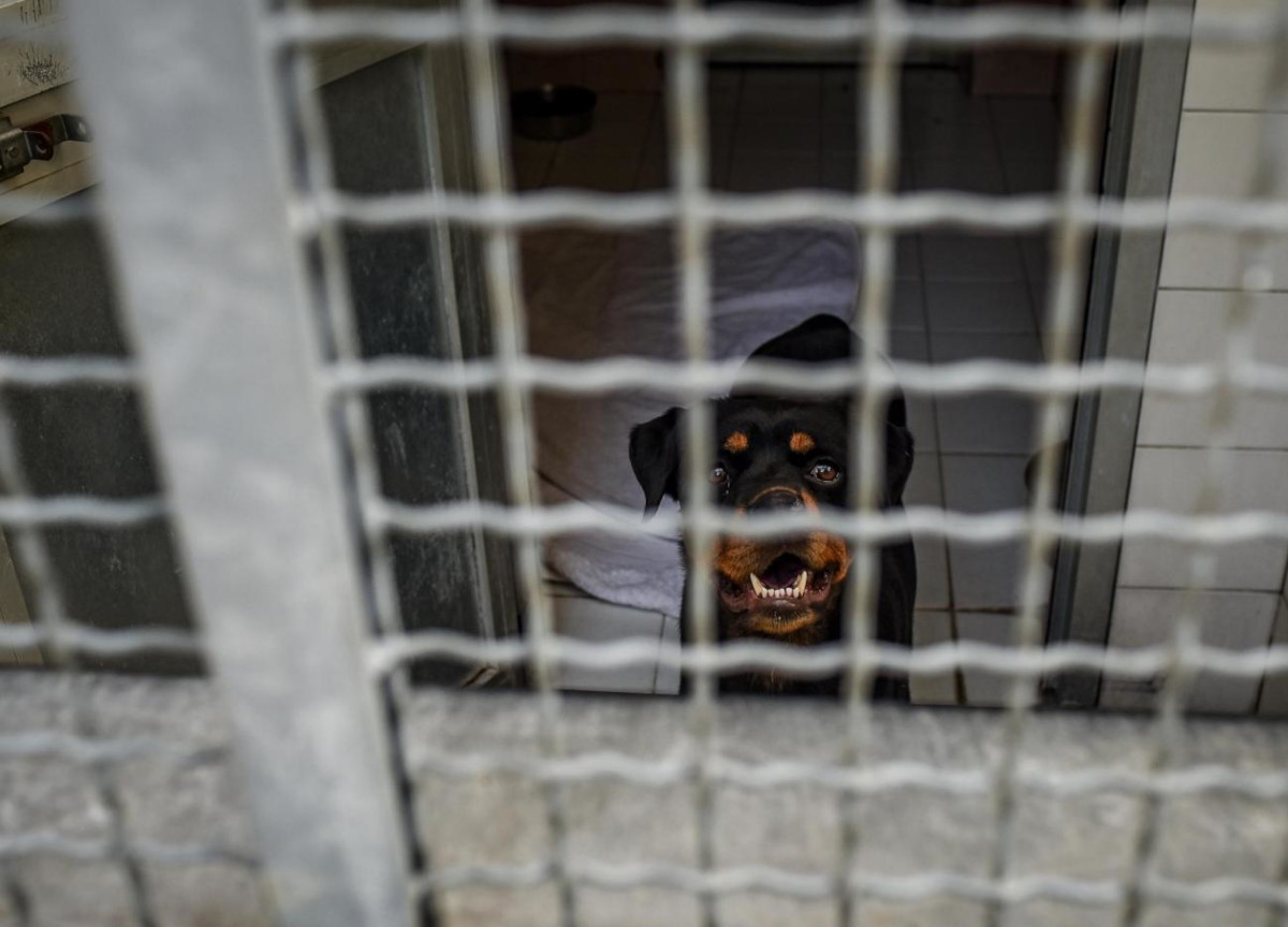 A Novara un canile “lager”. Animali senza cibo che si sbranavano tra loro