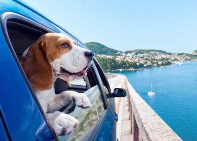 Salvini, la svolta: “Revoca della patente per chi abbandona gli animali”