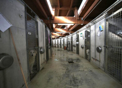 A Novara un canile “lager”. Animali senza cibo che si sbranavano tra loro