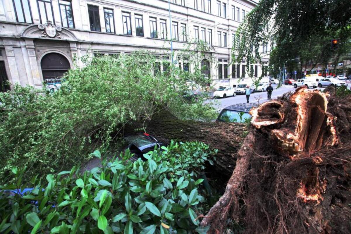 Il fungo killer colpisce ancora a Roma: crolla un albero sotto il Campidoglio