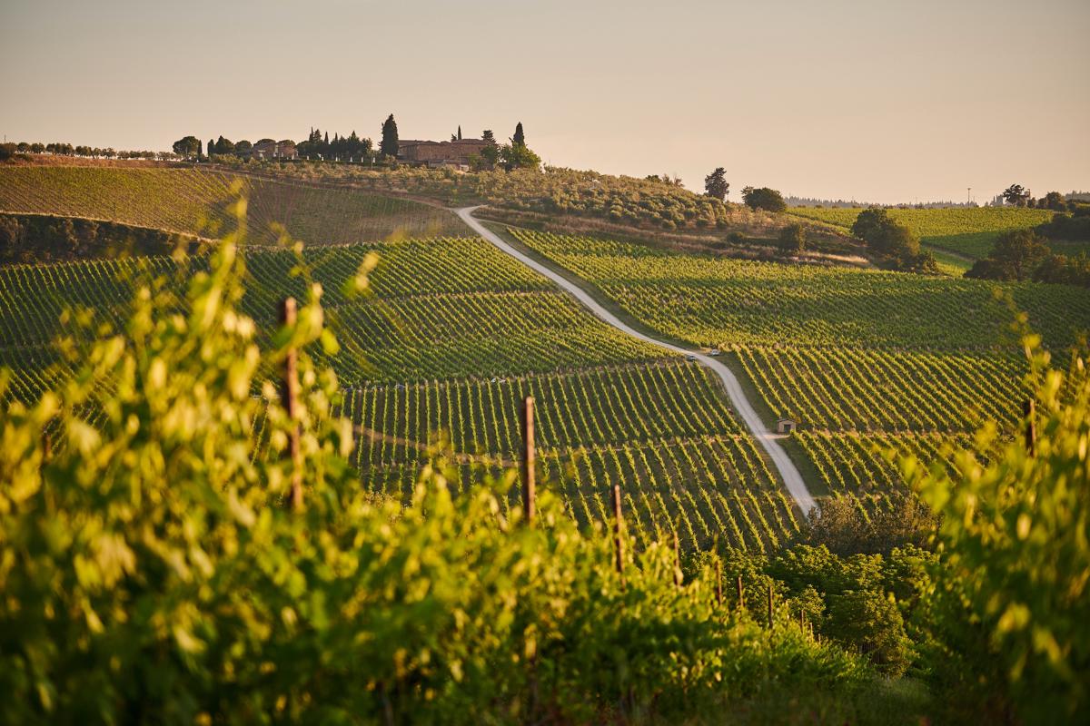 “Dovrete dire addio al vino”. Al posto dei vigneti? Piantagioni di datteri “Dovrete dire addio al vino”. Al posto dei vigneti? Piantagioni di datteri