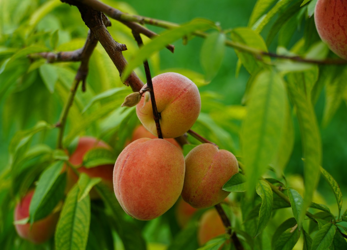 Frutteti attaccati dagli insetti: a rischio le produzioni dell’Emilia Romagna Frutteti attaccati dagli insetti: a rischio le produzioni dell’Emilia Romagna
