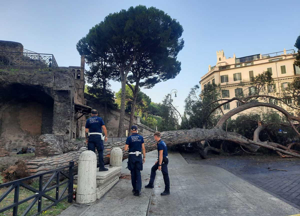 Albero caduto a piazza Venezia, il tronco e i danni sono ancora in bella vista
