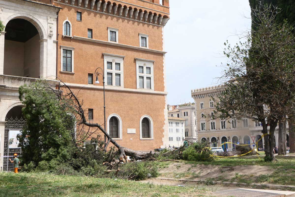 Albero caduto a piazza Venezia, il tronco e i danni sono ancora in bella vista