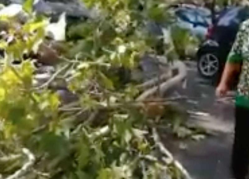 Roma, crolla un albero sul lungotevere: ferite due donne, distrutte 10  auto