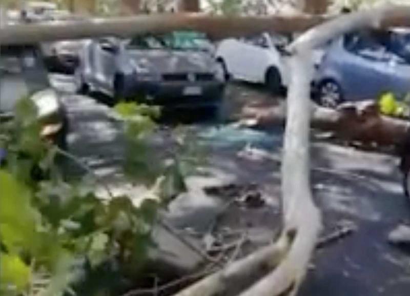 Roma, crolla un albero sul lungotevere: ferite due donne, distrutte 10  auto