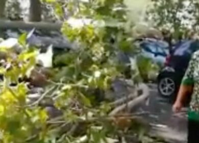 Roma, crolla un albero sul lungotevere: ferite due donne, distrutte 10  auto