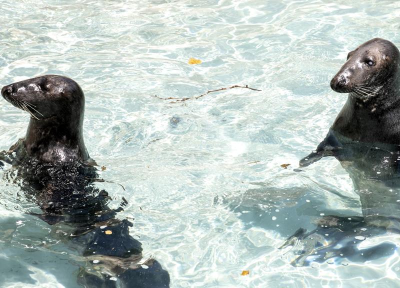Bioparco Roma, il nome della baby otaria scelto via social: si chiamerà Coco Bioparco Roma, il nome della baby otaria scelto via social: si chiamerà Coco