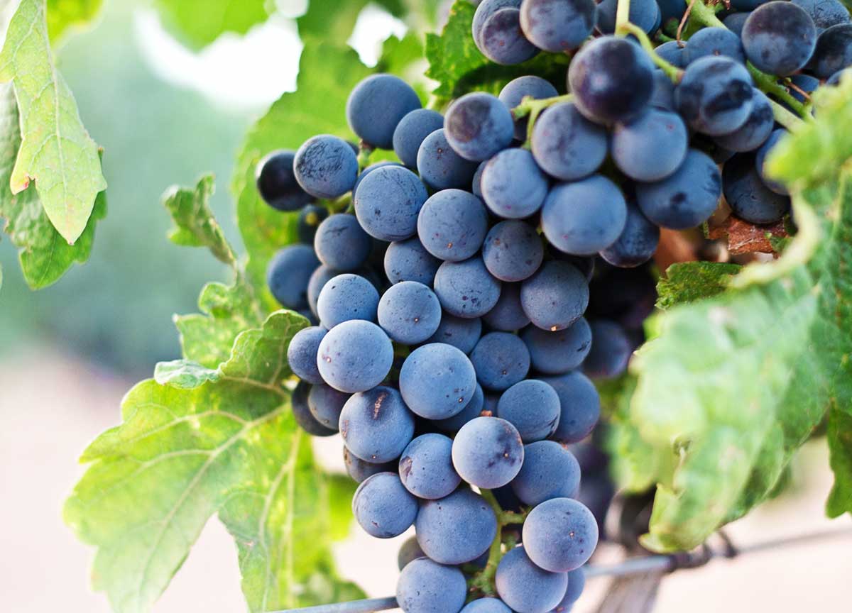Piogge torrenziali e caldo torrido: vigneti devastati a rischio vini pregiati Piogge torrenziali e caldo torrido: vigneti devastati a rischio vini pregiati