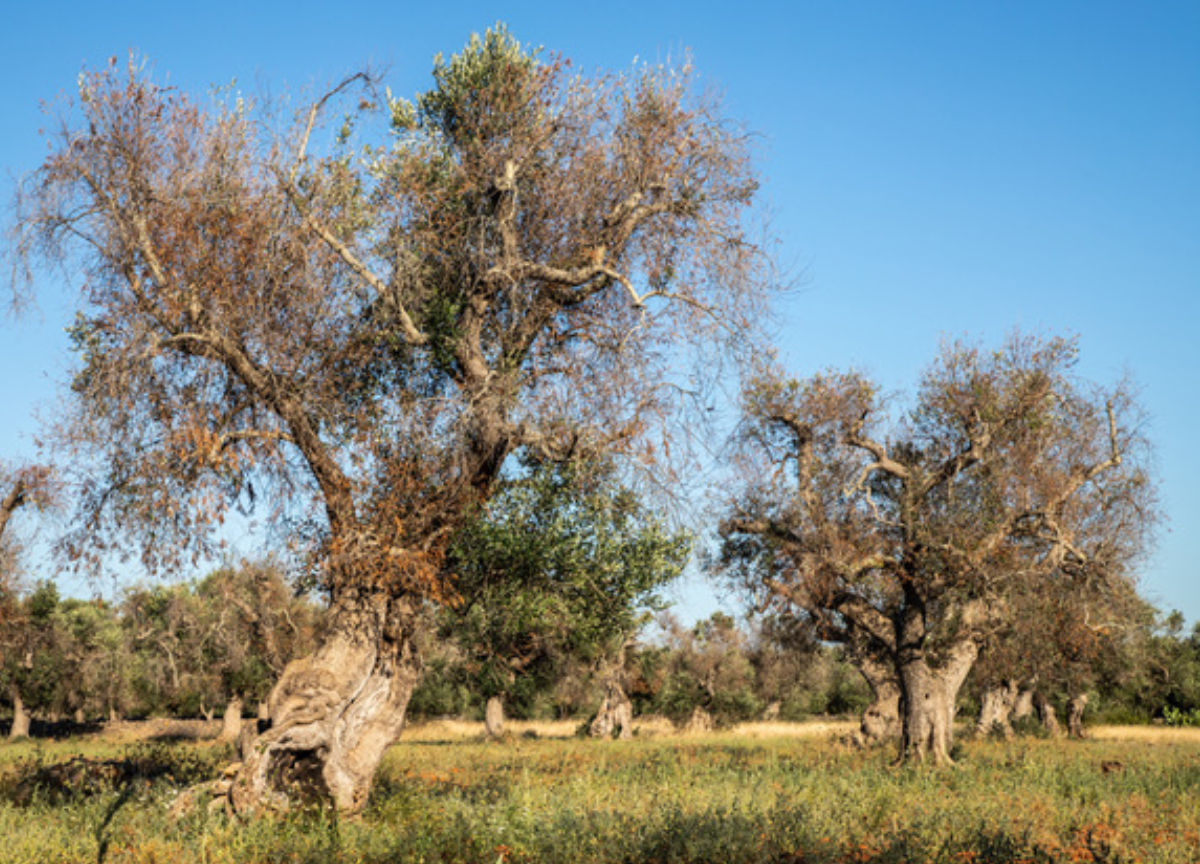 Xylella, FdI Puglia la prossima settimana incontra il ministro Lollobrigida Xylella, FdI Puglia la prossima settimana incontra il ministro Lollobrigida