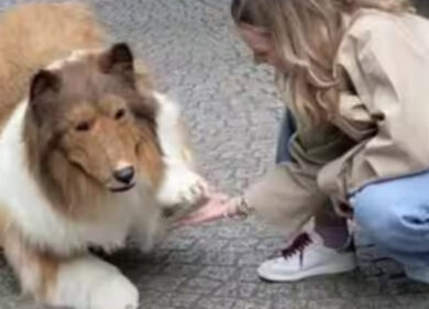Youtuber si trasforma in cane: 13mila euro e il sogno diventa realtà. VIDEO