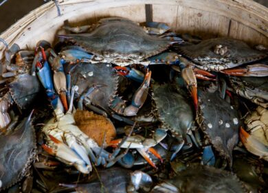 Granchio blu in pentola: la “provocazione” alla Festa dell’Unità ad Argenta