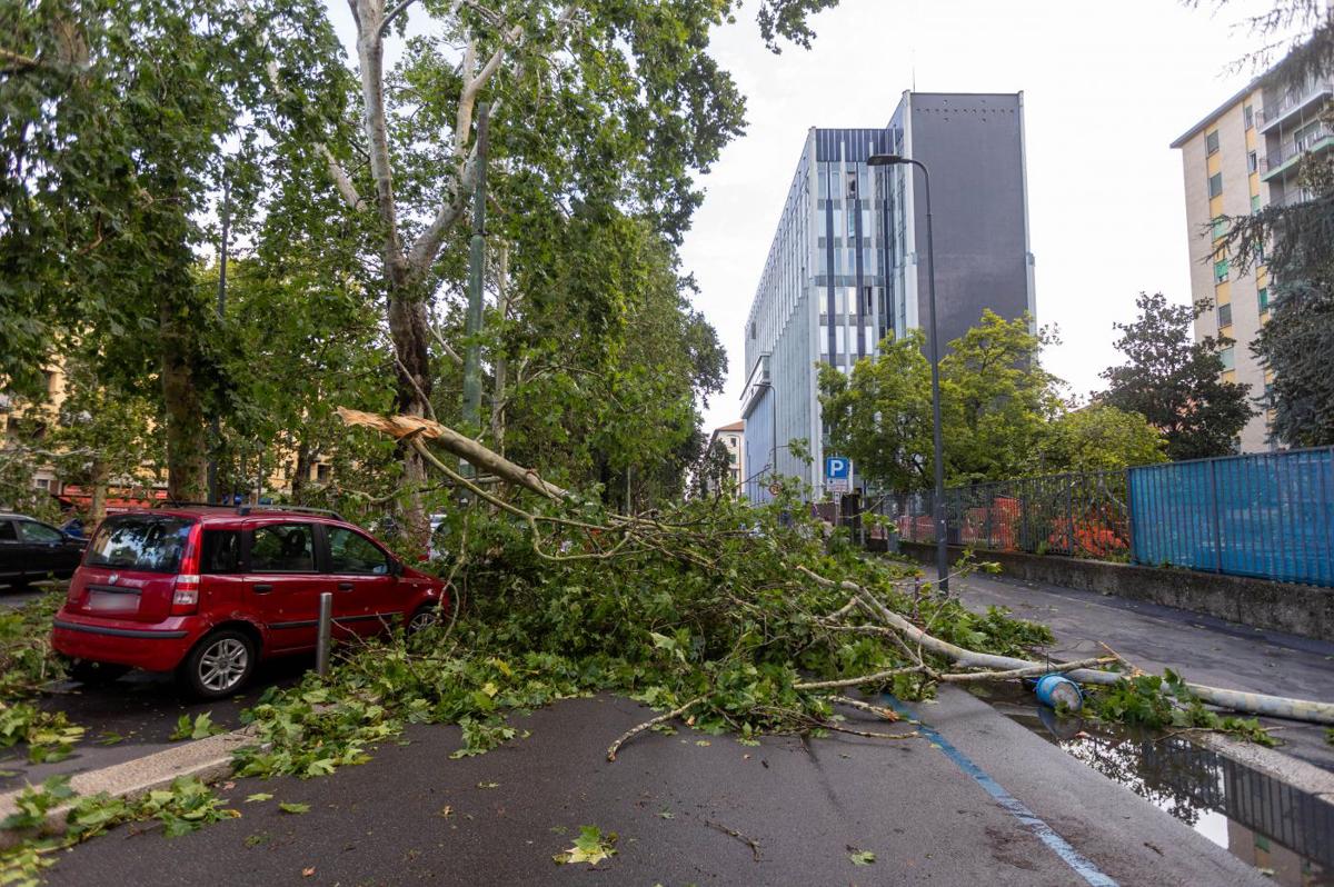 Maltempo, a Milano danni per 50 milioni. Persi 5mila alberi Maltempo, a Milano danni per 50 milioni. Persi 5mila alberi