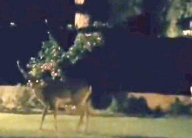 Fregene, avvistati alcuni cervi a passeggio tra i giardini: miracolo d’estate