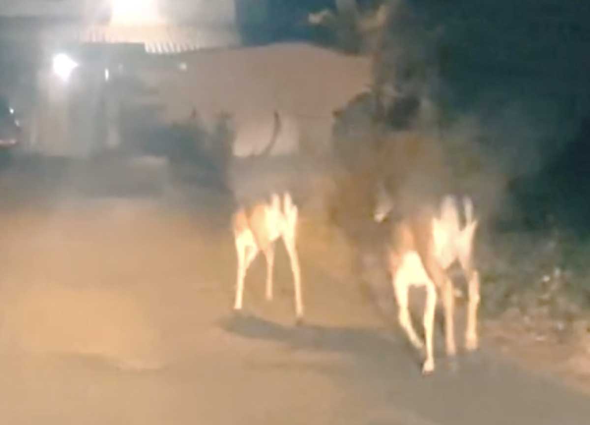 Fregene, avvistati alcuni cervi a passeggio tra i giardini: miracolo d’estate