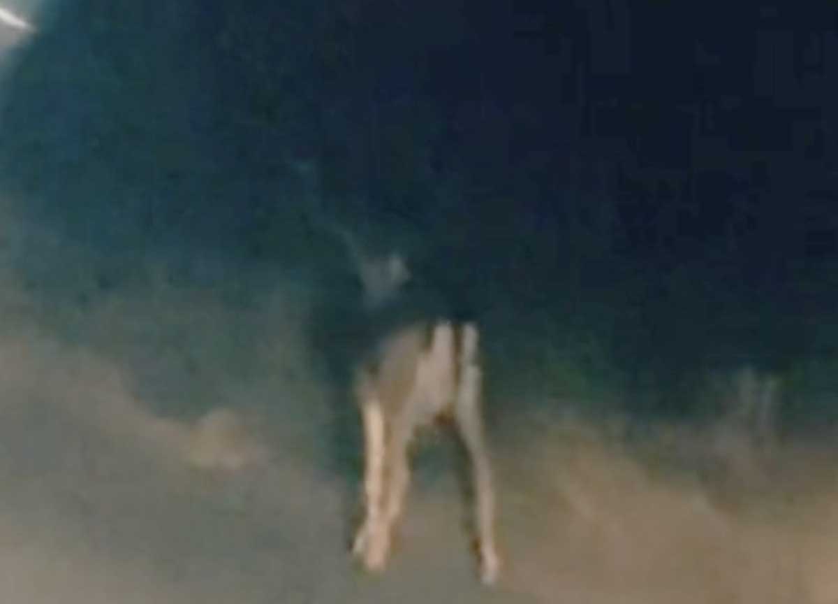 Fregene, avvistati alcuni cervi a passeggio tra i giardini: miracolo d’estate