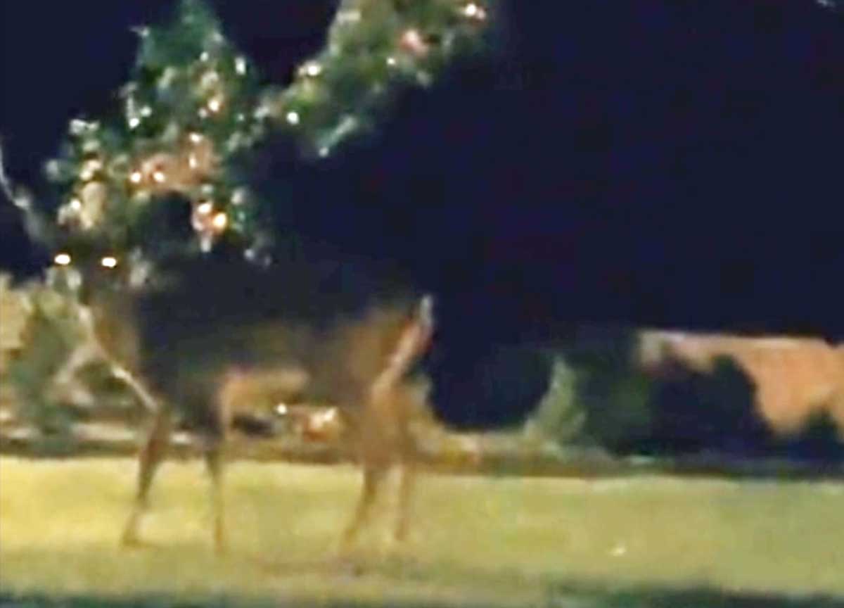 Fregene, avvistati alcuni cervi a passeggio tra i giardini: miracolo d’estate