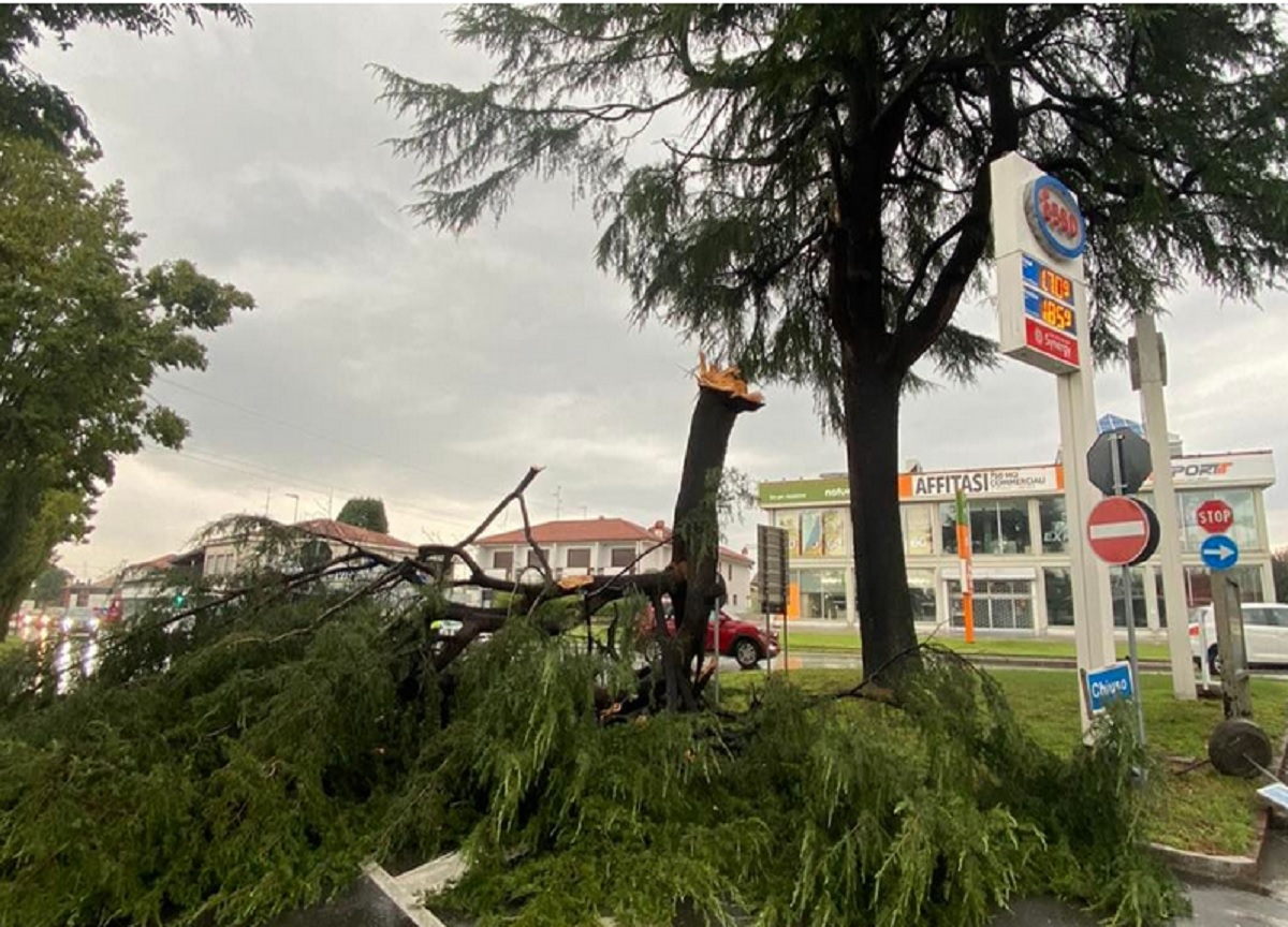 Alberi colpiti dal maltempo, bando per riuso del legno Alberi colpiti dal maltempo, bando per riuso del legno