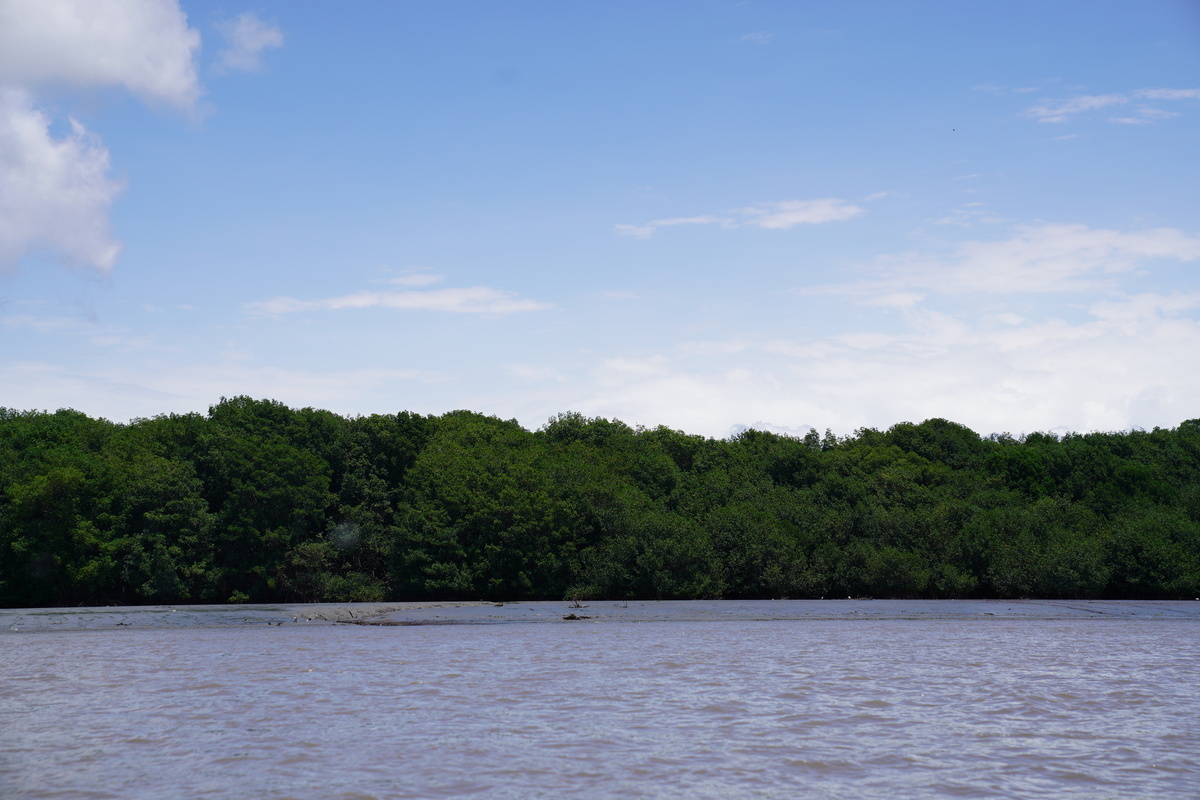 Rio Mare e WWF, insieme per la salvaguardia delle mangrovie in Ecuador
