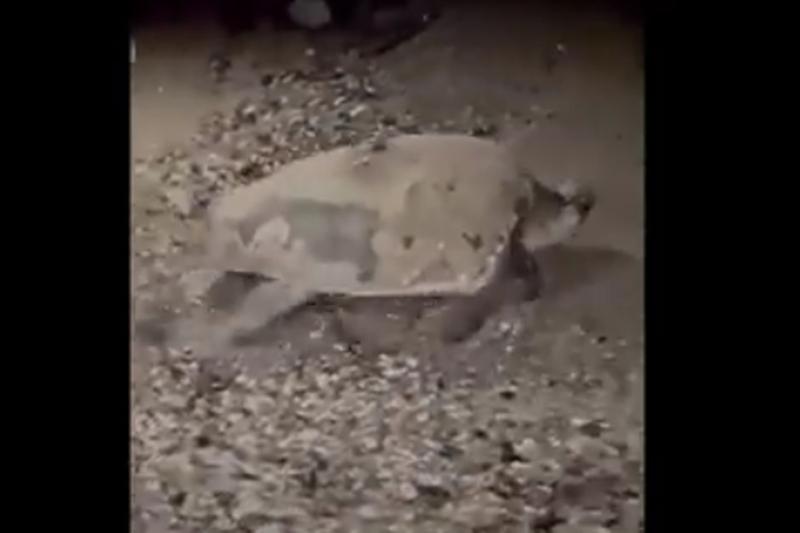 Caretta caretta depone 123 uova e torna in mare, un evento eccezionale. Video
