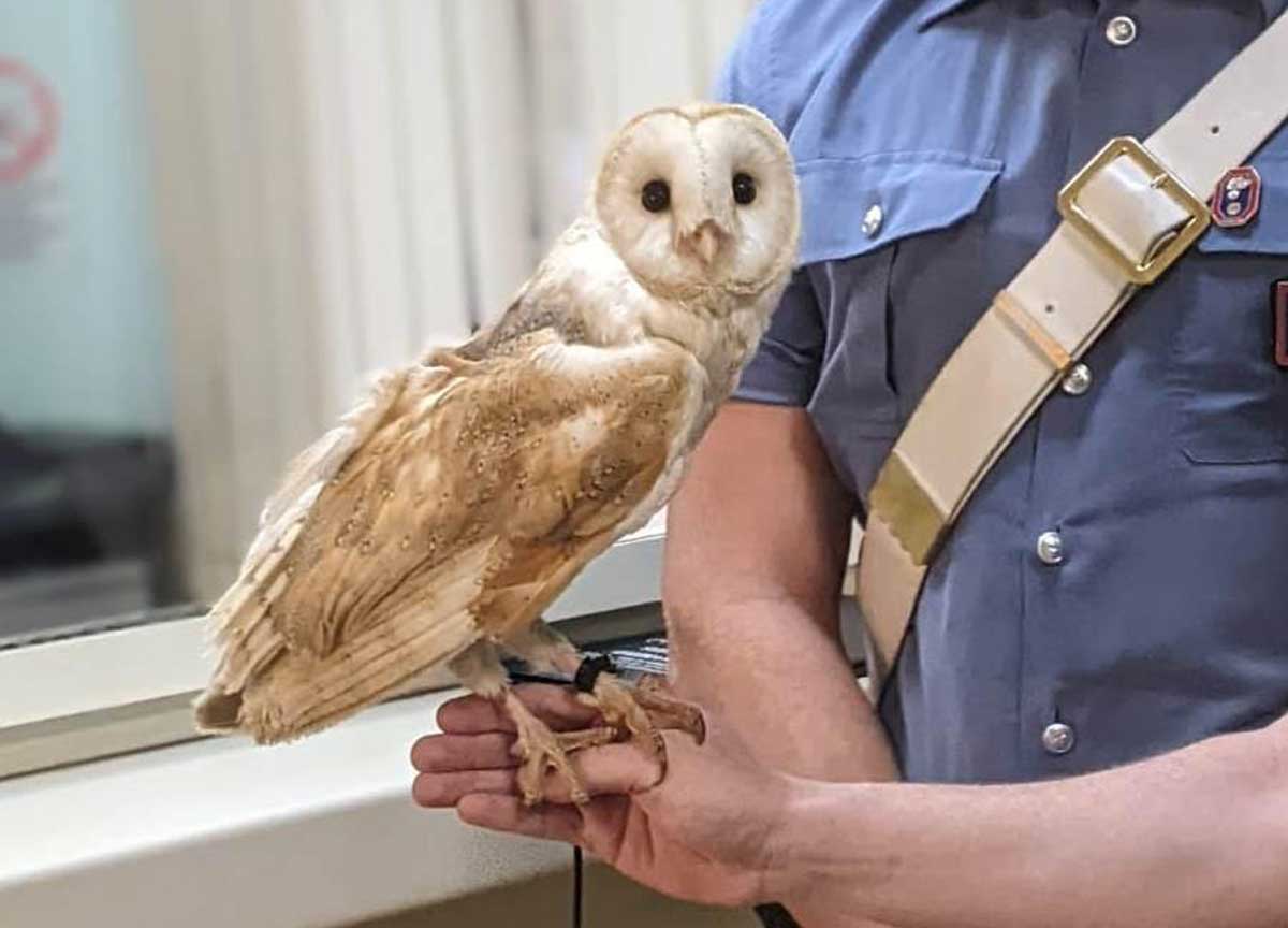 Roma, barbagianni per fare le foto ai turisti: denunciati. Salvato il rapace Roma, barbagianni per fare le foto ai turisti: denunciati. Salvato il rapace