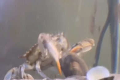 Il granchio blu in azione: ecco come apre e divora le vongole