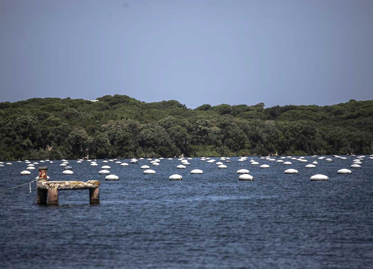 Granchio blu, scatta l’allarme nel Lazio: il lago di Sabaudia a rischio morte Granchio blu, scatta l’allarme nel Lazio: il lago di Sabaudia a rischio morte