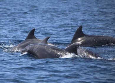A Ostia un regalo di Ferragosto dal mare: un gruppo di delfini regala lo show