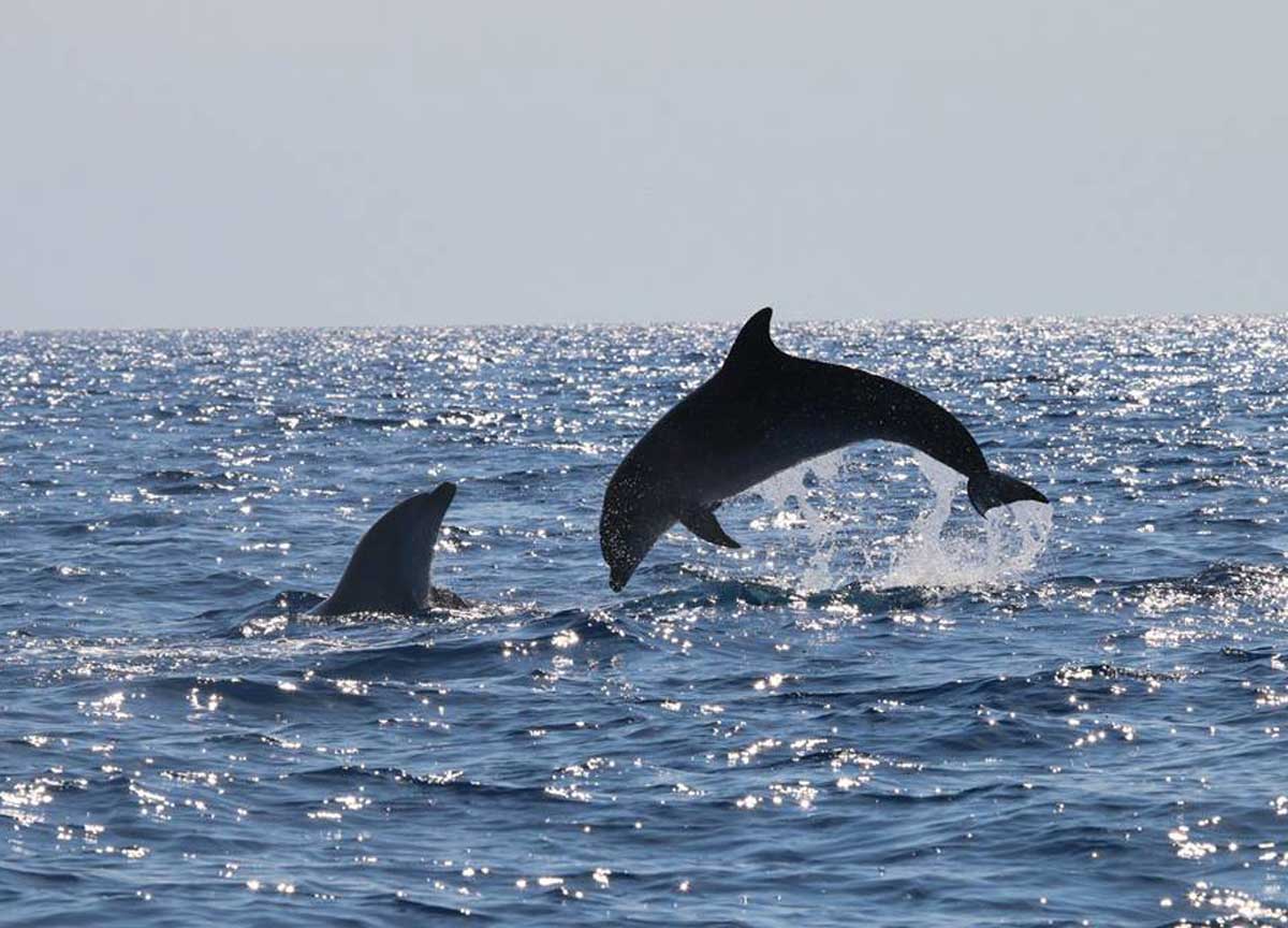 A Ostia un regalo di Ferragosto dal mare: un gruppo di delfini regala lo show A Ostia un regalo di Ferragosto dal mare: un gruppo di delfini regala lo show