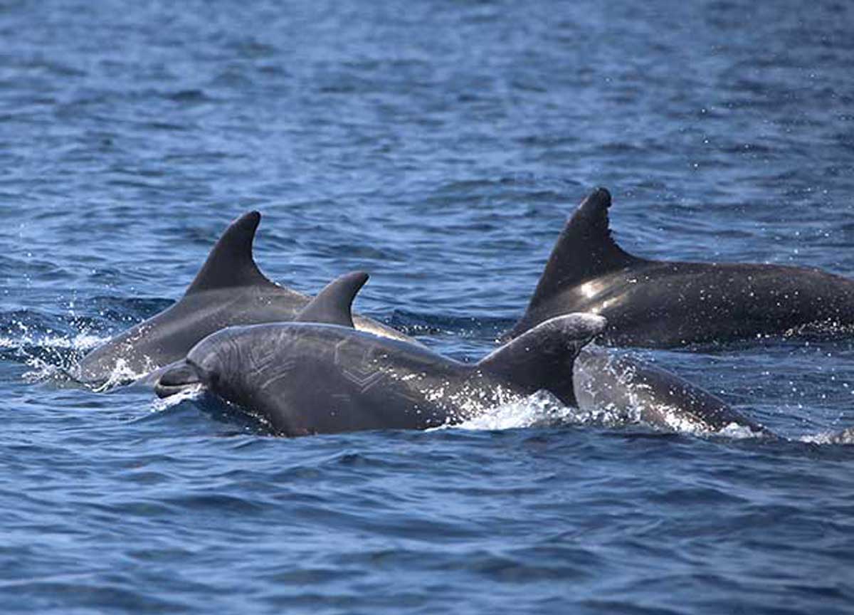 A Ostia un regalo di Ferragosto dal mare: un gruppo di delfini regala lo show A Ostia un regalo di Ferragosto dal mare: un gruppo di delfini regala lo show