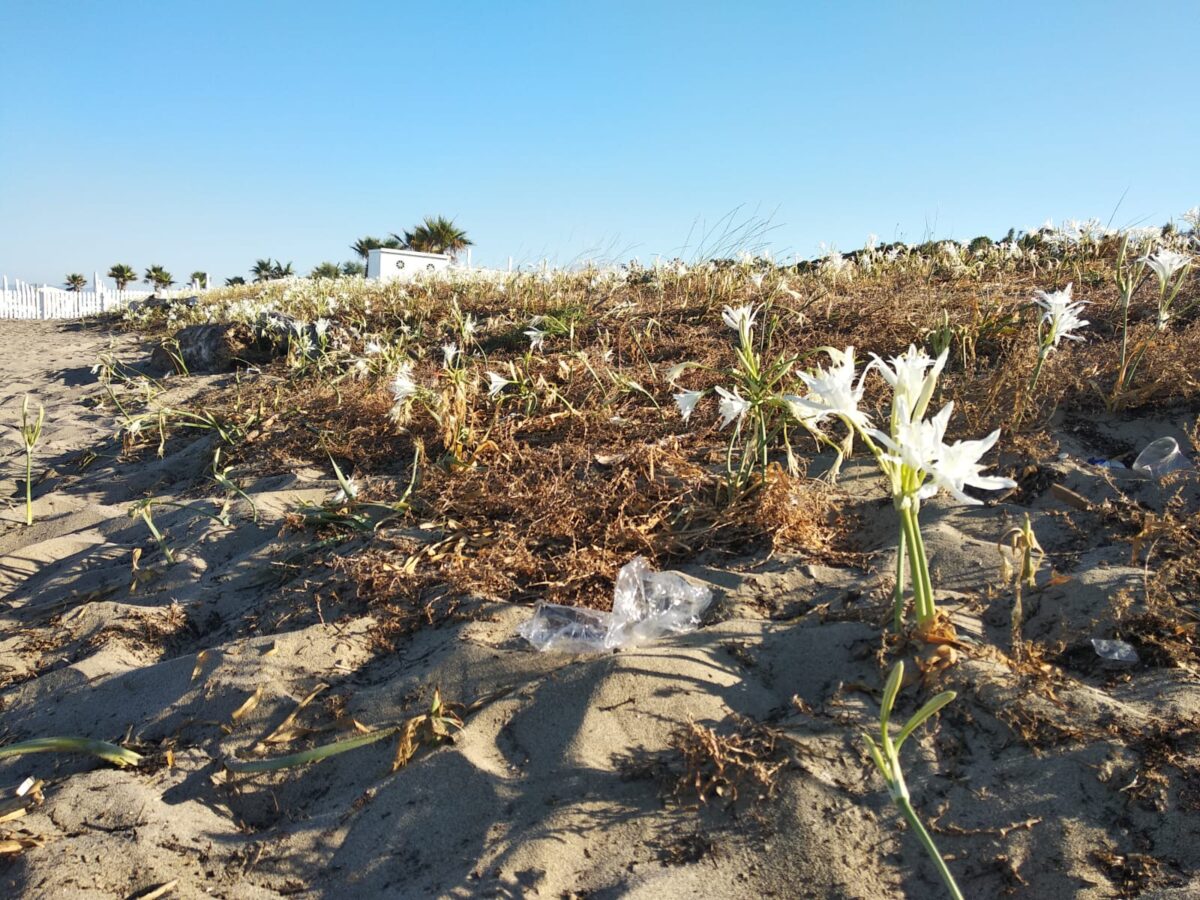 Galleria foto 'SummerTour RadioDeejay, tra cicche di sigarette accese in pineta e spazzatura' - foto 23