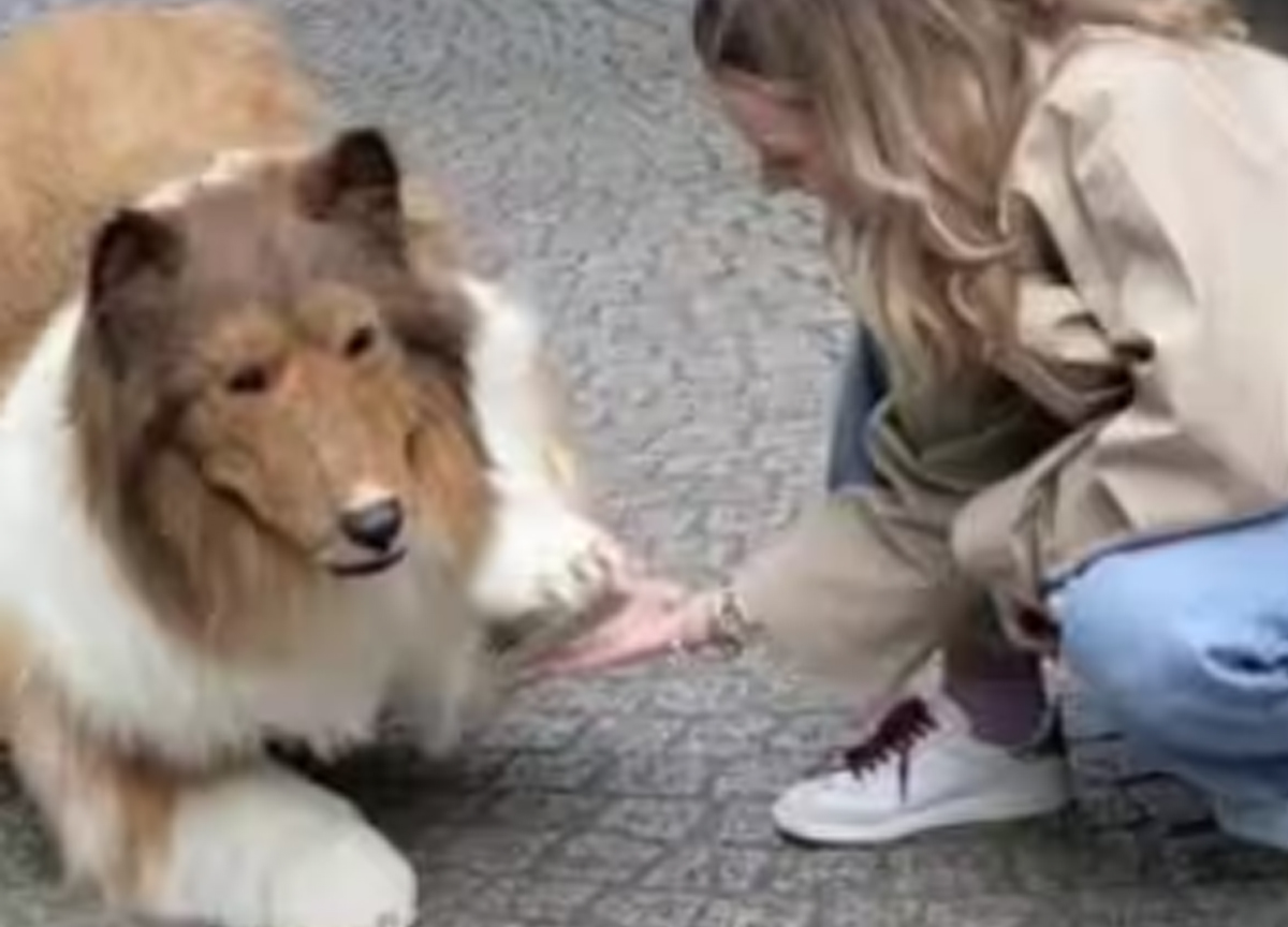 Roma, bocconi avvelenati contro i cani nel parco del Quarticciolo Roma, bocconi avvelenati contro i cani nel parco del Quarticciolo