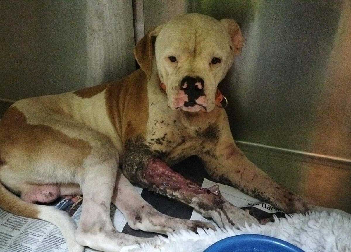 Latina, cane in fin di vita legato a un palo: caccia a chi l’ha abbandonato