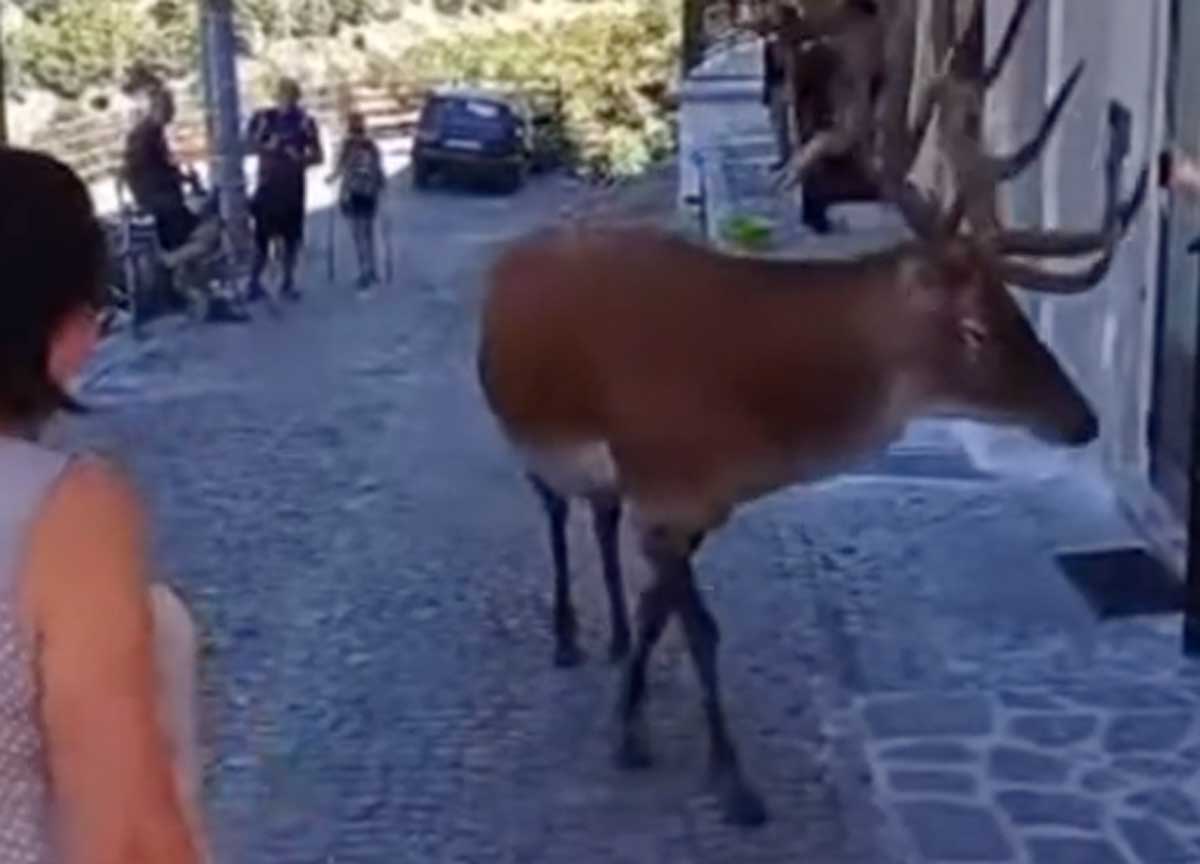 Scanno, un cervo e un’orsa a passeggio per il paese tra bambini e curiosi Scanno, un cervo e un’orsa a passeggio per il paese tra bambini e curiosi