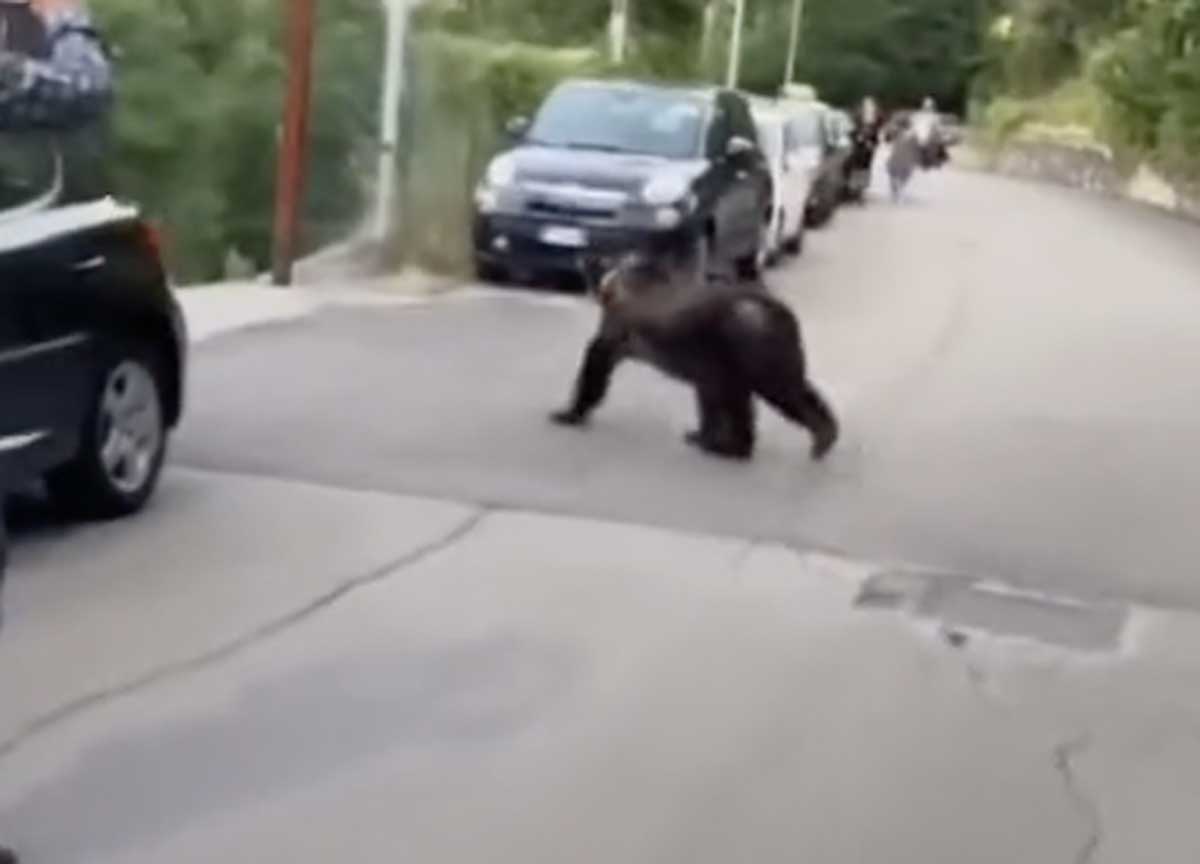 Scanno, un cervo e un’orsa a passeggio per il paese tra bambini e curiosi Scanno, un cervo e un’orsa a passeggio per il paese tra bambini e curiosi