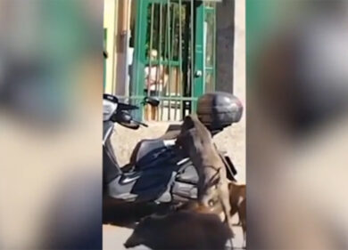 Genova, cinghiale affamato si mangia la sella del motorino: video impressionante