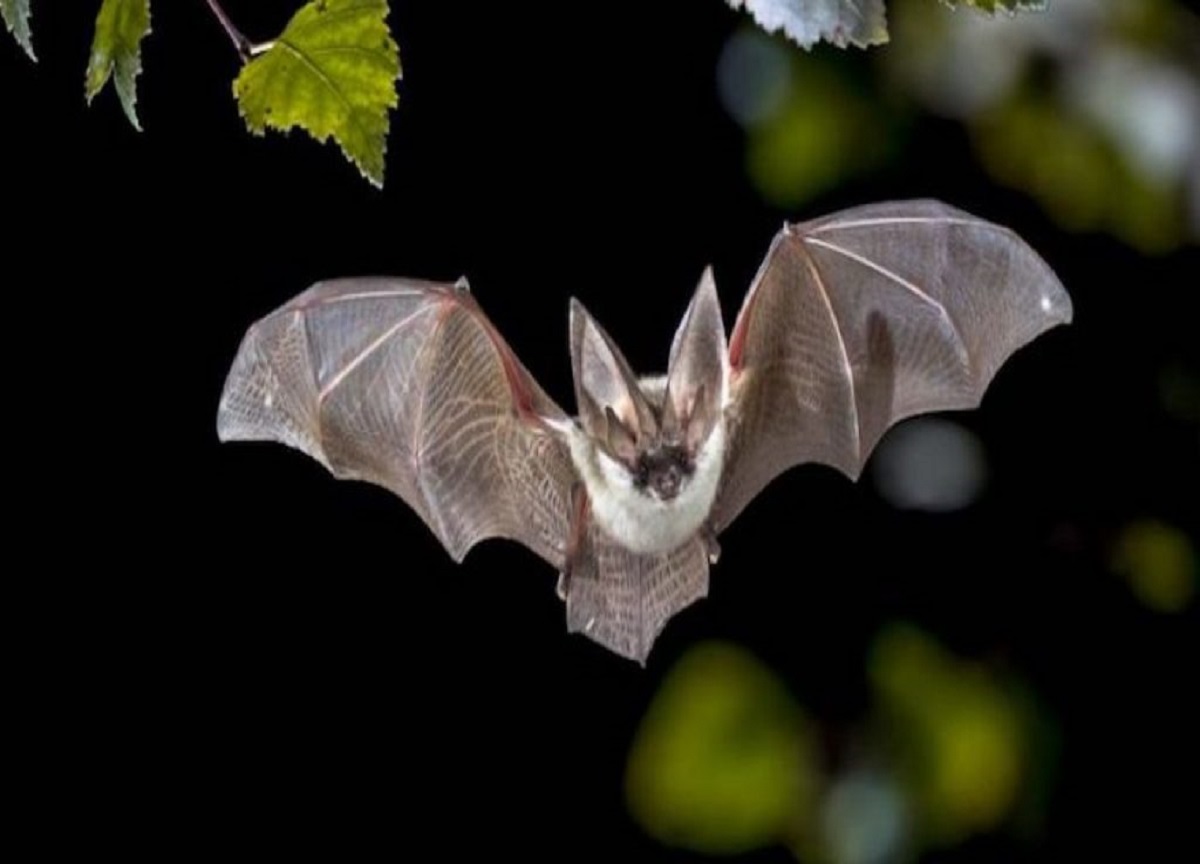 I Carabinieri organizzano la “Bat Nigh”: una serata per scoprire i pipistrelli I Carabinieri organizzano la “Bat Nigh”: una serata per scoprire i pipistrelli