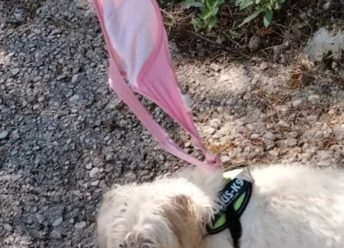 Reggiseno come guinzaglio del cane. E così una turista evita la multa Reggiseno come guinzaglio del cane. E così una turista evita la multa