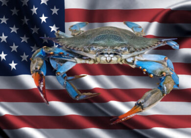 Il granchio blu si esporta negli Usa. Una nuova strada per i pescatori