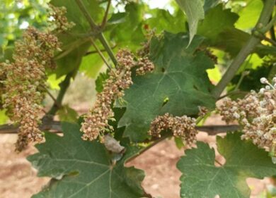 Per i romani la stangata dopo l’estate: frutta e verdura a prezzi folli