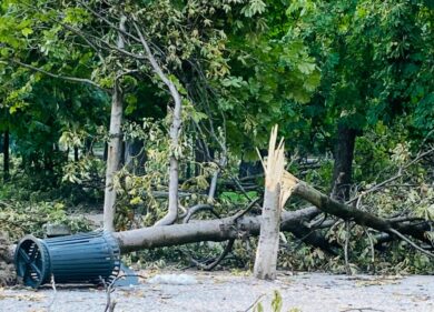 Roma, paura sul lungotevere: crolla un albero e ferisce un automobilista