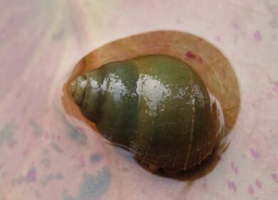 Non solo granchi blu, ora anche la chiocciola asiatica invade le nostre acque