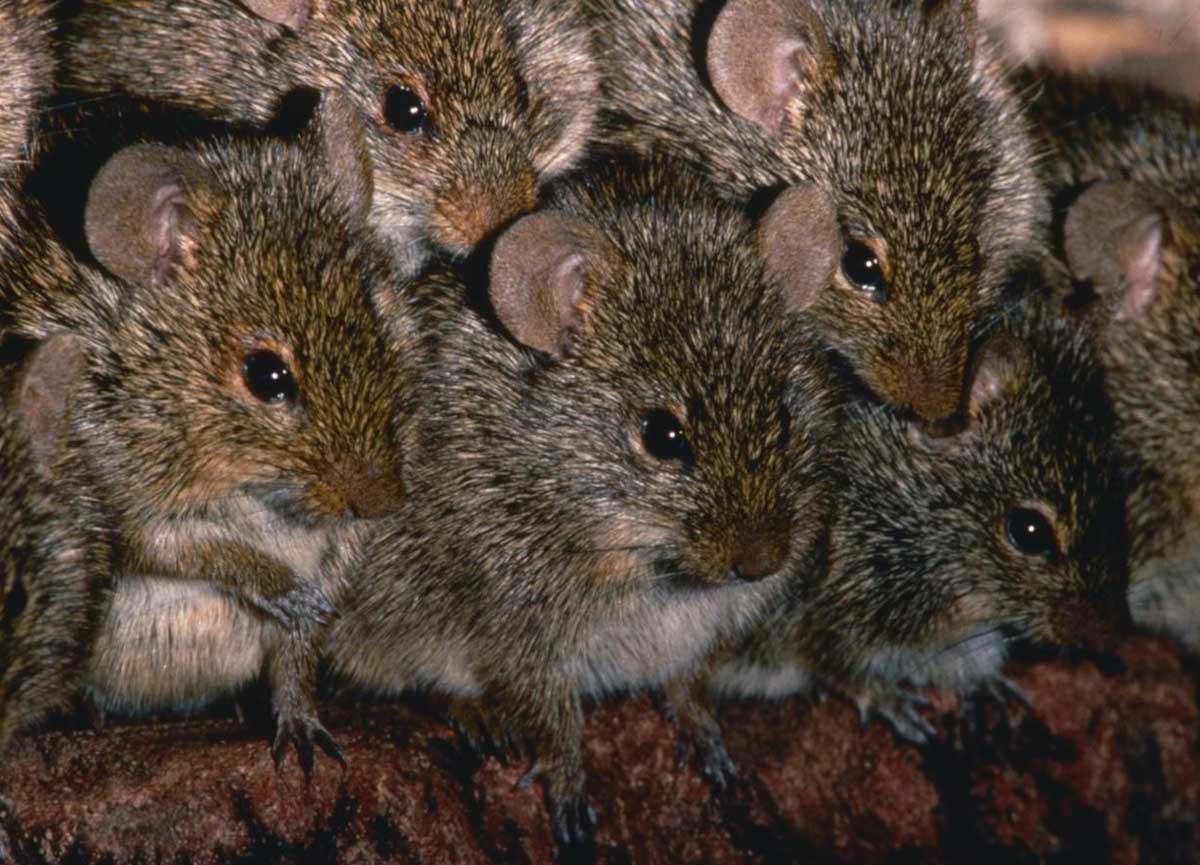 Topi da record a Roma, colpa del caldo e dei rifiuti: è il prezzo dell’estate