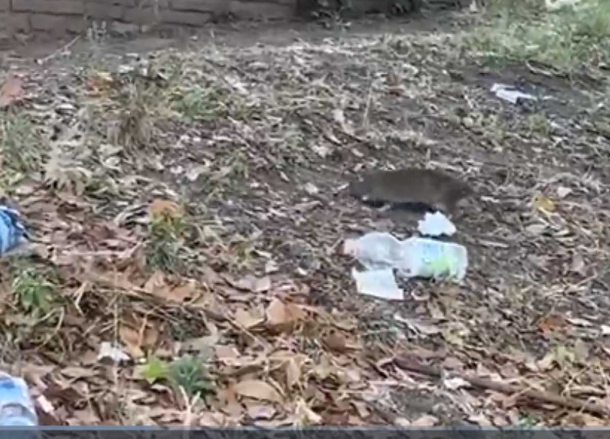 Topi da record a Roma, colpa del caldo e dei rifiuti: è il prezzo dell’estate