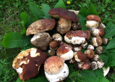 A Lariano un villaggio per i funghi porcini per l’evento culinario più gustoso