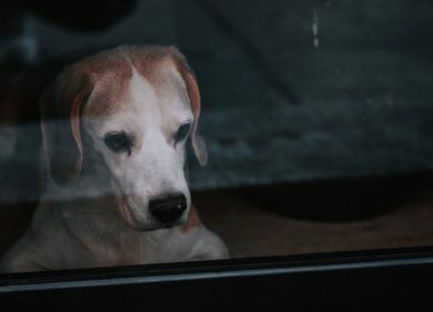 Animali maltrattati, “la tolleranza è finita”: lo Stato sia inflessibile
