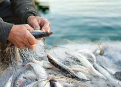 Via al fermo pesca per Ionio e Tirreno. Coldiretti insorge contro la norma