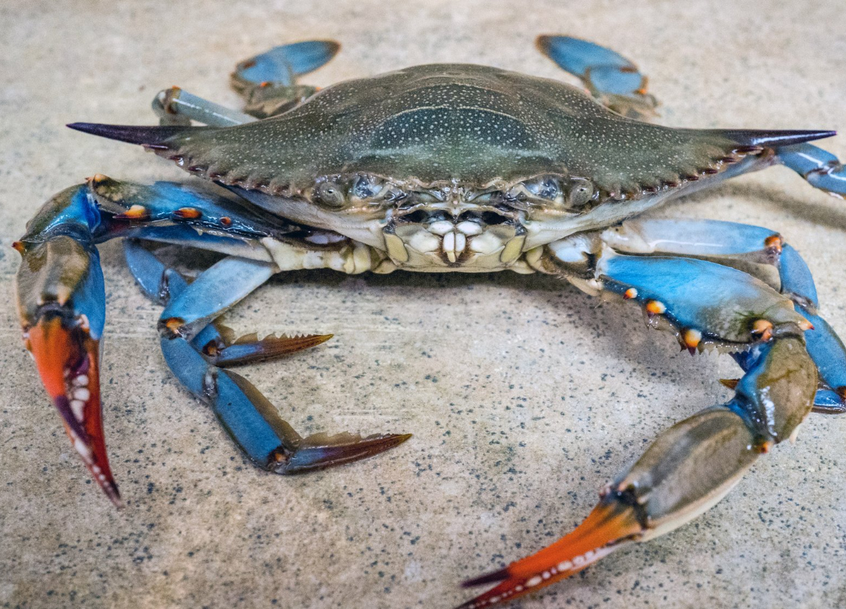 Roma, Granchio Blu attacca Ostia: avvistato alla foce del canale dei Pescatori Roma, Granchio Blu attacca Ostia: avvistato alla foce del canale dei Pescatori