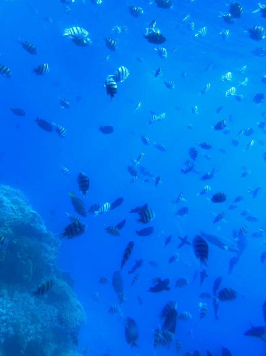 Sharm el-Sheikh, non solo mare: un angolo di paradiso a 4 ore dall’Italia